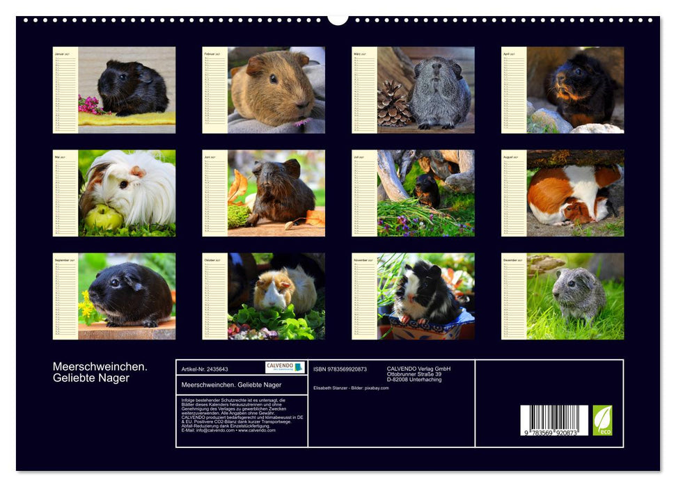 Meerschweinchen. Geliebte Nager (CALVENDO Premium Wandkalender 2027)