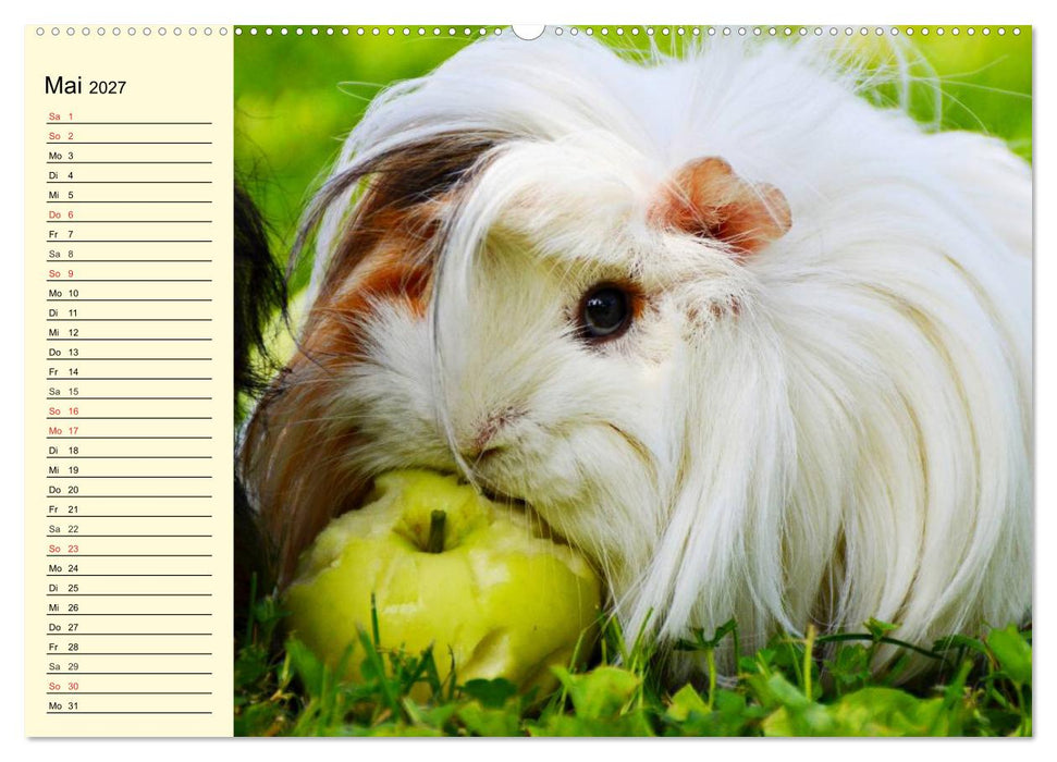 Meerschweinchen. Geliebte Nager (CALVENDO Premium Wandkalender 2027)