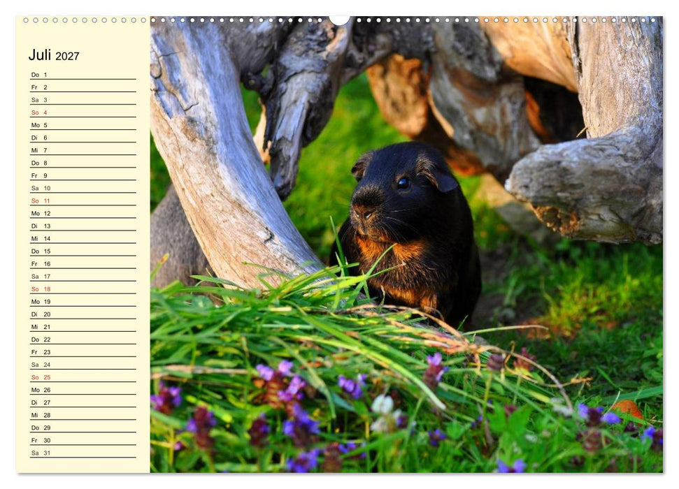 Meerschweinchen. Geliebte Nager (CALVENDO Premium Wandkalender 2027)