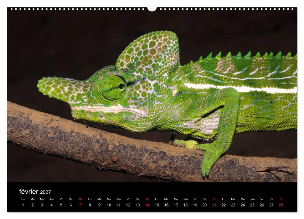 Caméléons - Petits dragons d'Afrique. (CALVENDO Calendrier supérieur 2027)