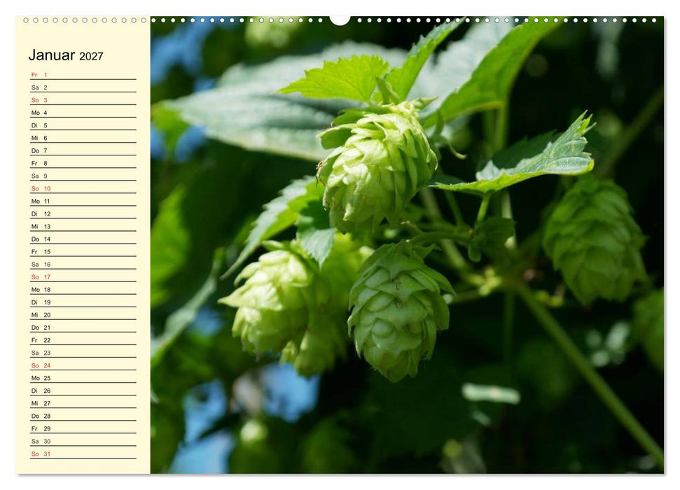 Bier. Die Kunst des Bierbrauens. Impressionen (CALVENDO Wandkalender 2027)