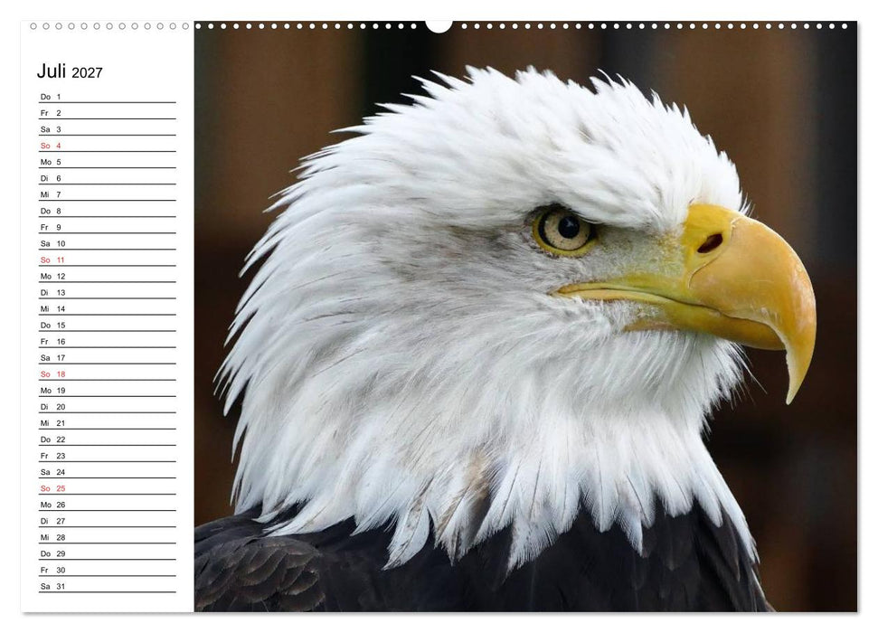 Weißkopfseeadler. Symbol der Freiheit (CALVENDO Premium Wandkalender 2027)