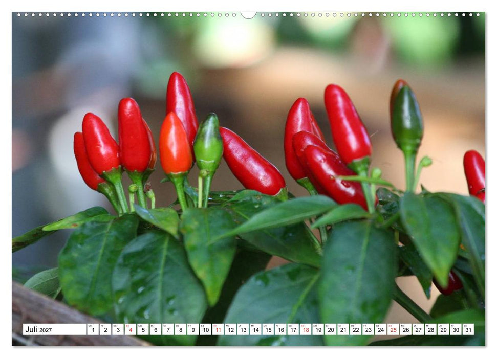 Für Chili Liebhaber (CALVENDO Premium Wandkalender 2027)