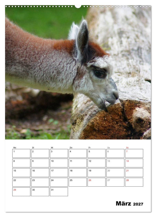 Alpaka und Lama Terminplaner (CALVENDO Wandkalender 2027)