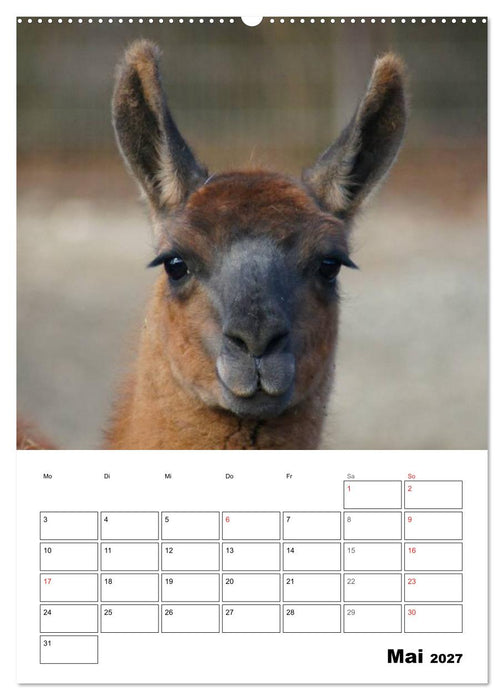 Alpaka und Lama Terminplaner (CALVENDO Wandkalender 2027)
