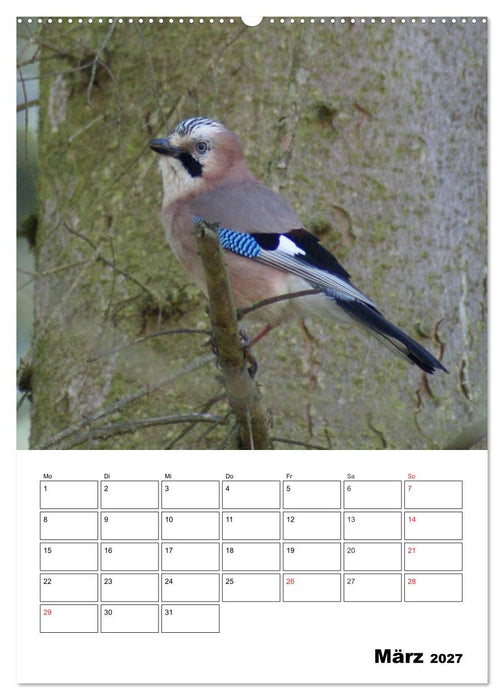 Rabenvögel Terminplaner (CALVENDO Premium Wandkalender 2027)