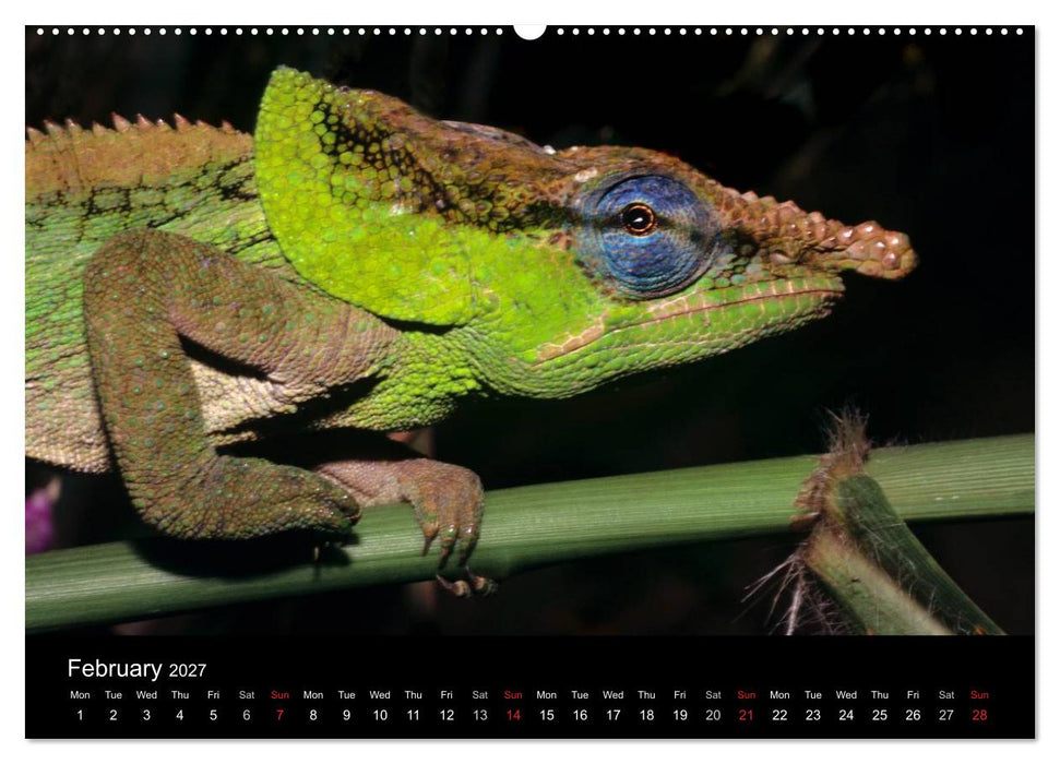 Chameleons Monsters of the African Bush (CALVENDO Premium-Calendar 2027)