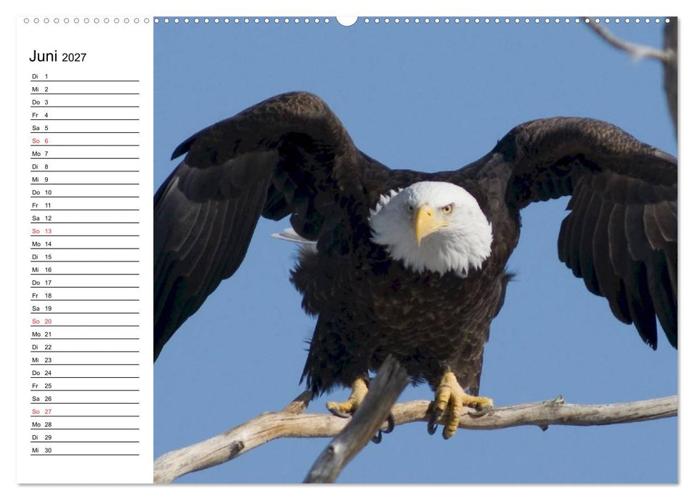 Weißkopfseeadler. Symbol der Freiheit (CALVENDO Wandkalender 2027)