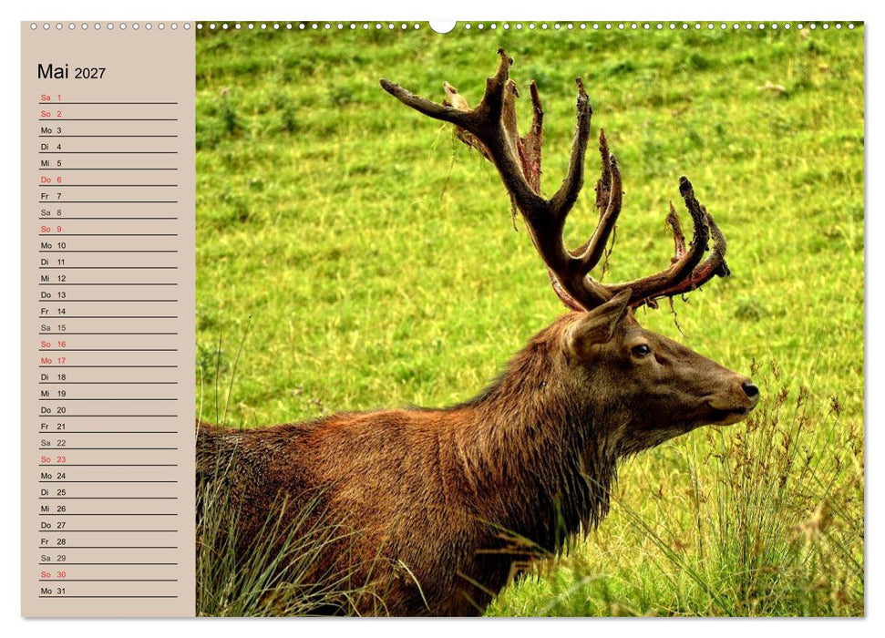 Rotwild. Edle Hirsche, stolze Kühe (CALVENDO Wandkalender 2027)