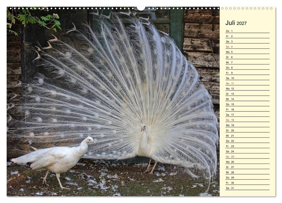 Pfaue. Prächtig und schillernd (CALVENDO Premium Wandkalender 2027)