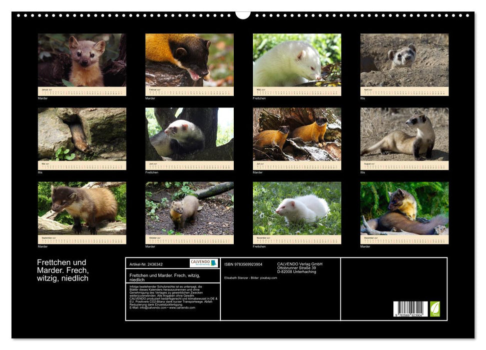 Frettchen und Marder. Frech, witzig, niedlich (CALVENDO Wandkalender 2027)