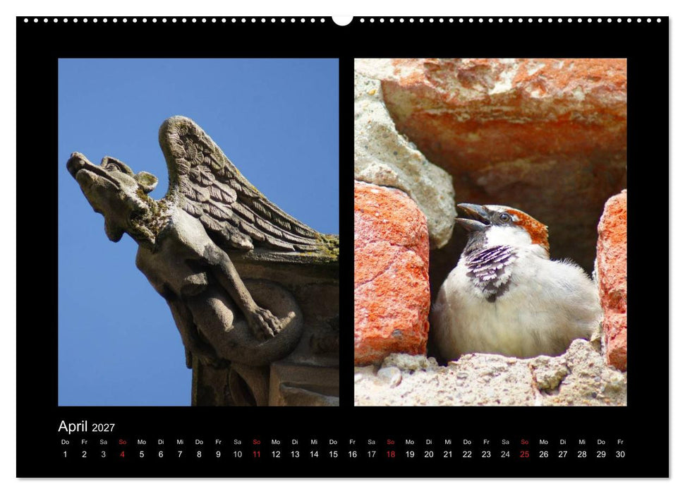 Ulmer Spatzen (CALVENDO Premium Wandkalender 2027)