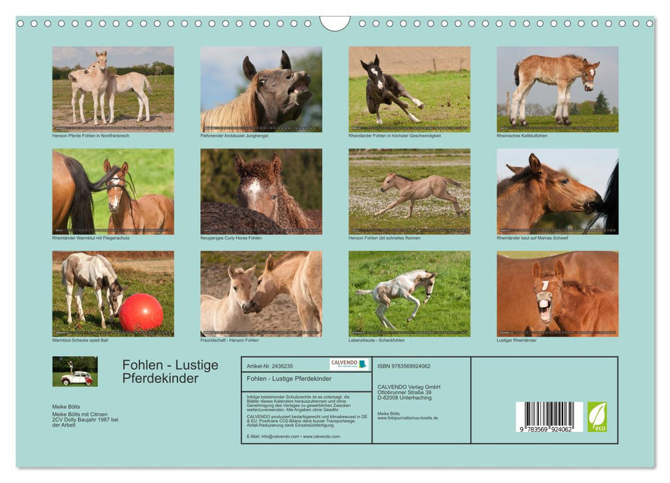 Fohlen - Lustige Pferdekinder (CALVENDO Wandkalender 2027)