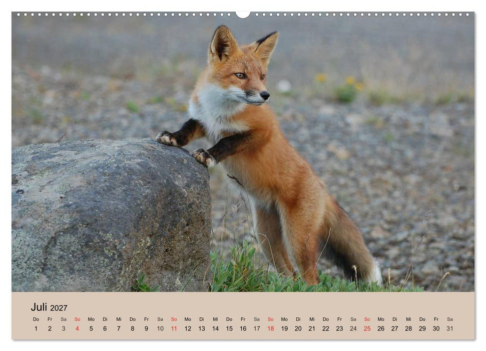 Der Fuchs. Bezaubernder Geselle (CALVENDO Premium Wandkalender 2027)