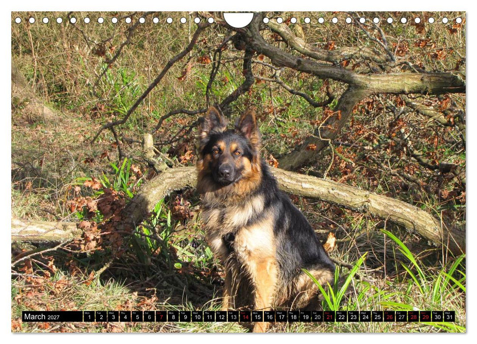 The German Shepherd Longcoat (CALVENDO Monthly Calendar 2027)