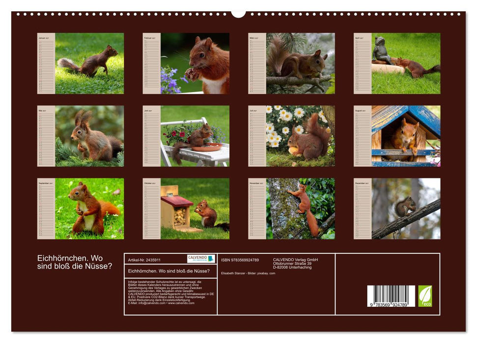 Eichhörnchen. Wo sind bloß die Nüsse? (CALVENDO Premium Wandkalender 2027)