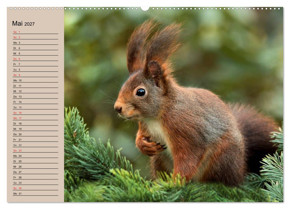 Eichhörnchen. Wo sind bloß die Nüsse? (CALVENDO Premium Wandkalender 2027)