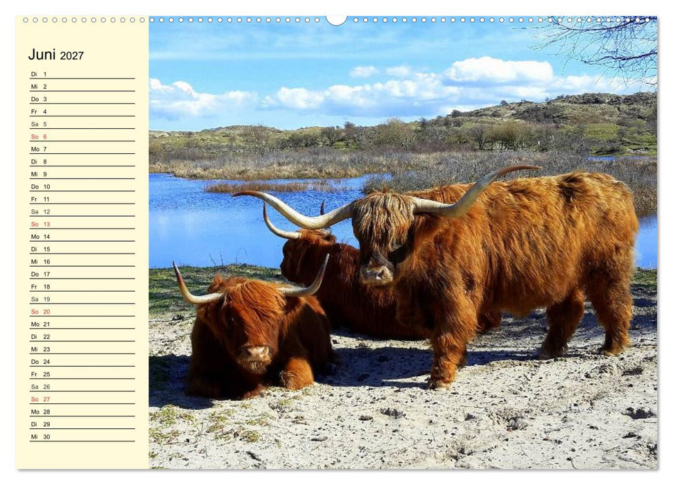Schottische Hochlandrinder. Freundlich, schön und robust (CALVENDO Wandkalender 2027)