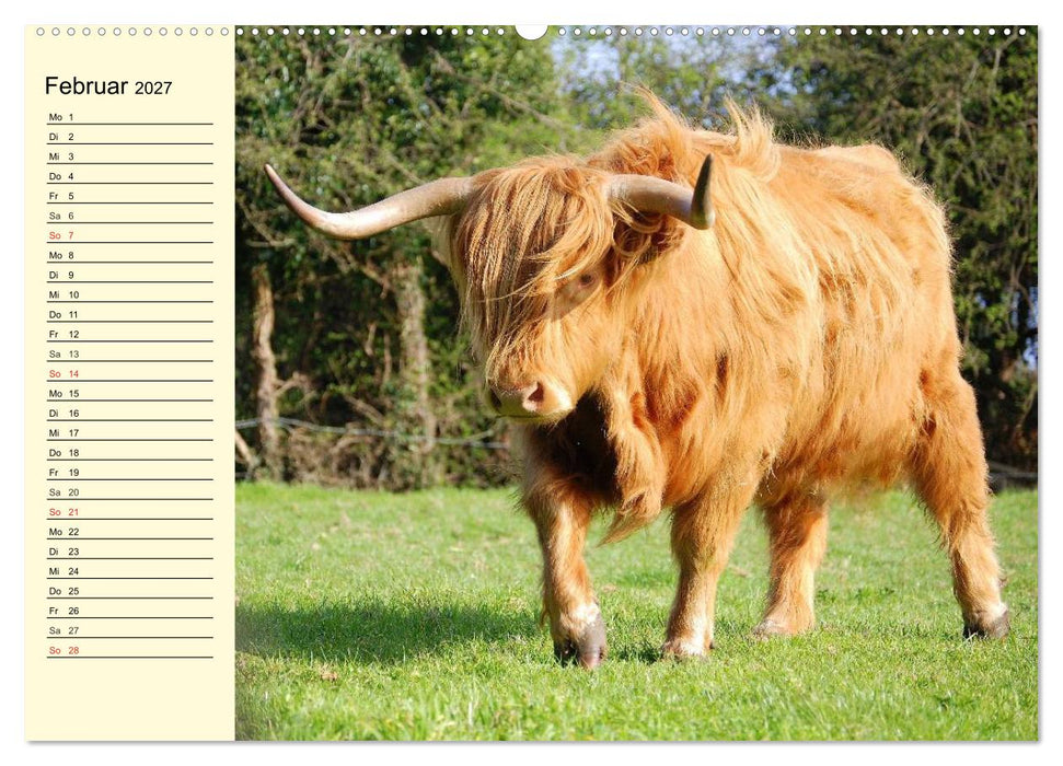 Schottische Hochlandrinder. Freundlich, schön und robust (CALVENDO Premium Wandkalender 2027)