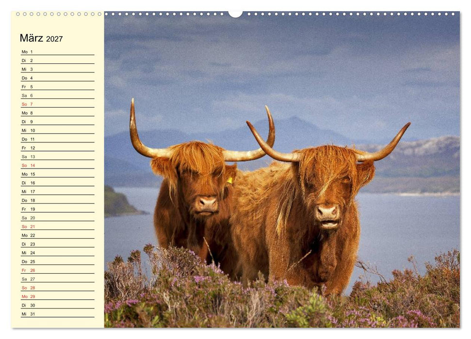 Schottische Hochlandrinder. Freundlich, schön und robust (CALVENDO Premium Wandkalender 2027)