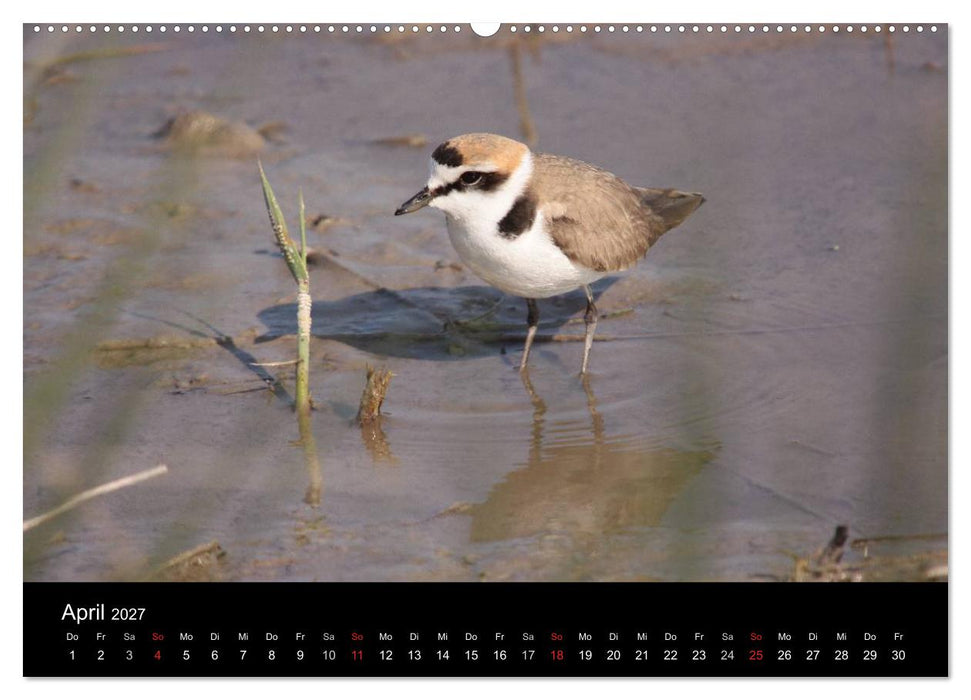 Limikolen Watvögel auf dem Zug (CALVENDO Wandkalender 2027)
