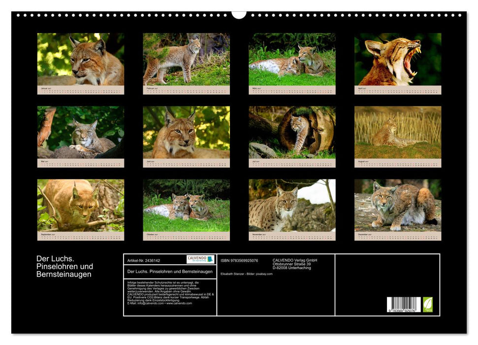 Der Luchs. Pinselohren und Bernsteinaugen (CALVENDO Wandkalender 2027)