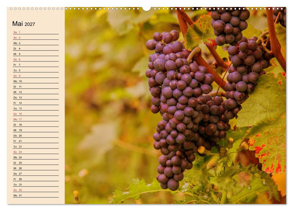 Weinanbau. Von der Traube zum Wein (CALVENDO Premium Wandkalender 2027)