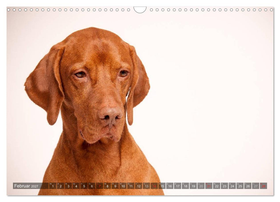 Der Vizsla 2027 (CALVENDO Wandkalender 2027)