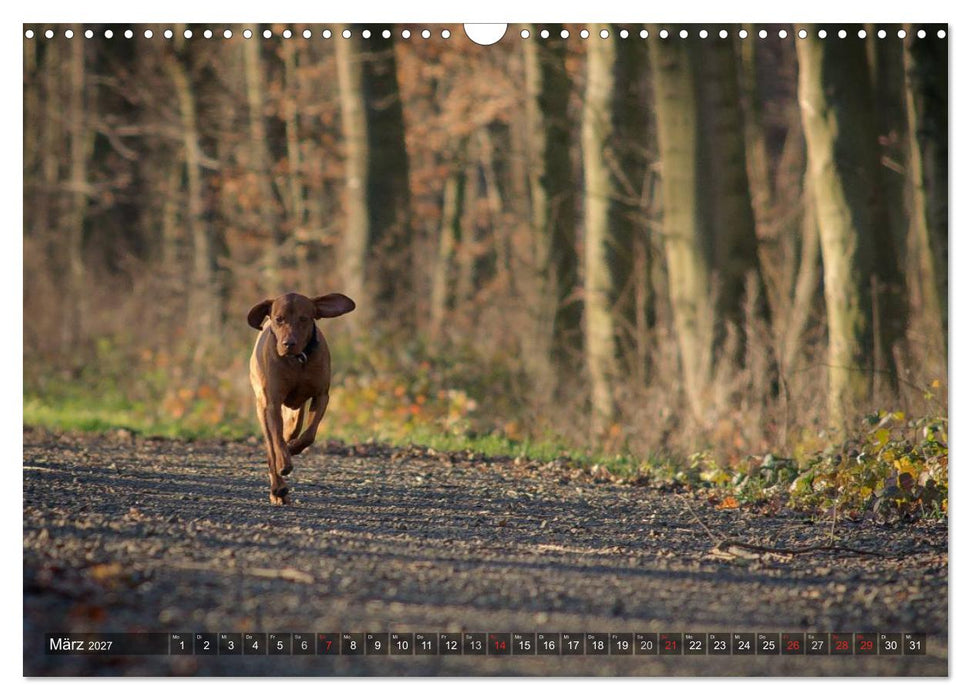 Der Vizsla 2027 (CALVENDO Wandkalender 2027)