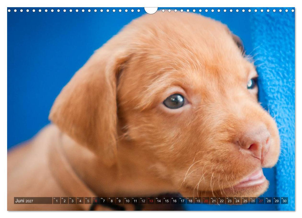 Der Vizsla 2027 (CALVENDO Wandkalender 2027)