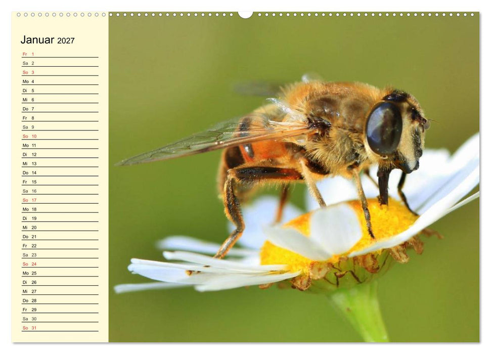 Fleißige Bienen. Von der Blüte bis zum Honig (CALVENDO Wandkalender 2027)