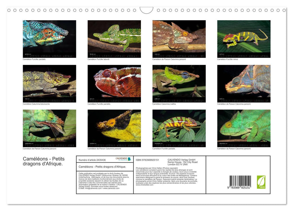 Caméléons - Petits dragons d'Afrique. (CALVENDO Calendrier mensuel 2027)