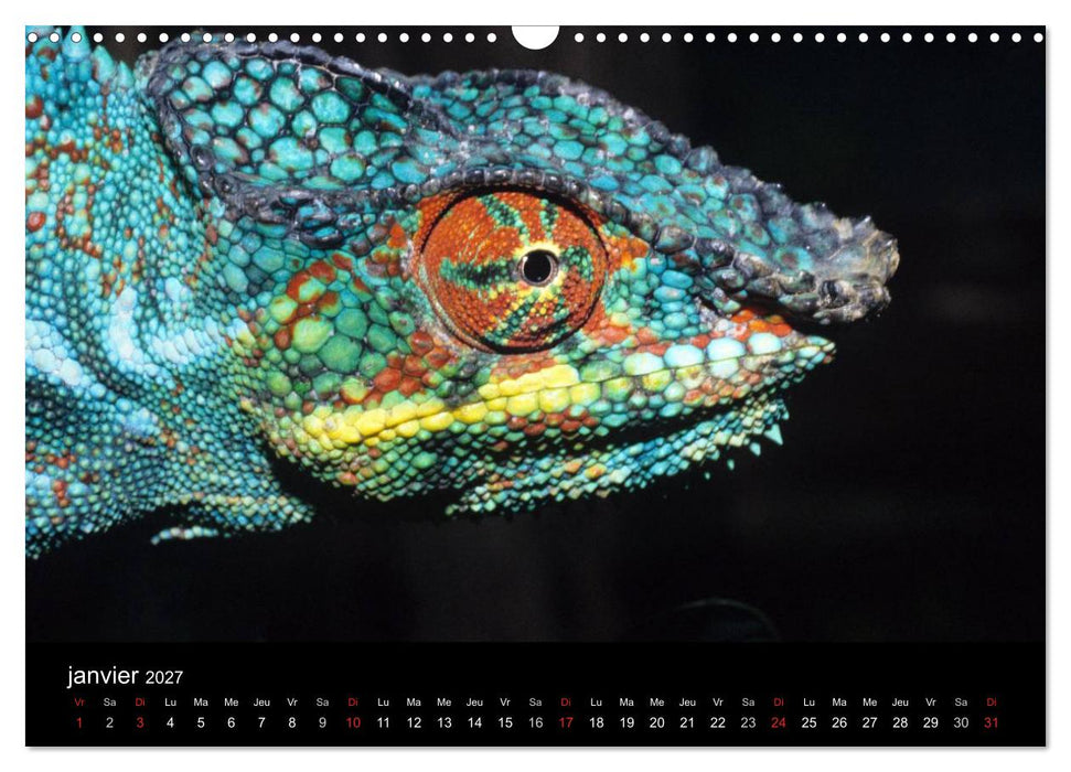 Caméléons - Petits dragons d'Afrique. (CALVENDO Calendrier mensuel 2027)