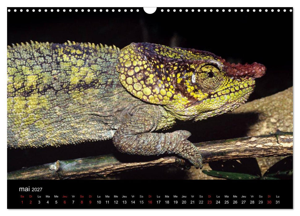 Caméléons - Petits dragons d'Afrique. (CALVENDO Calendrier mensuel 2027)