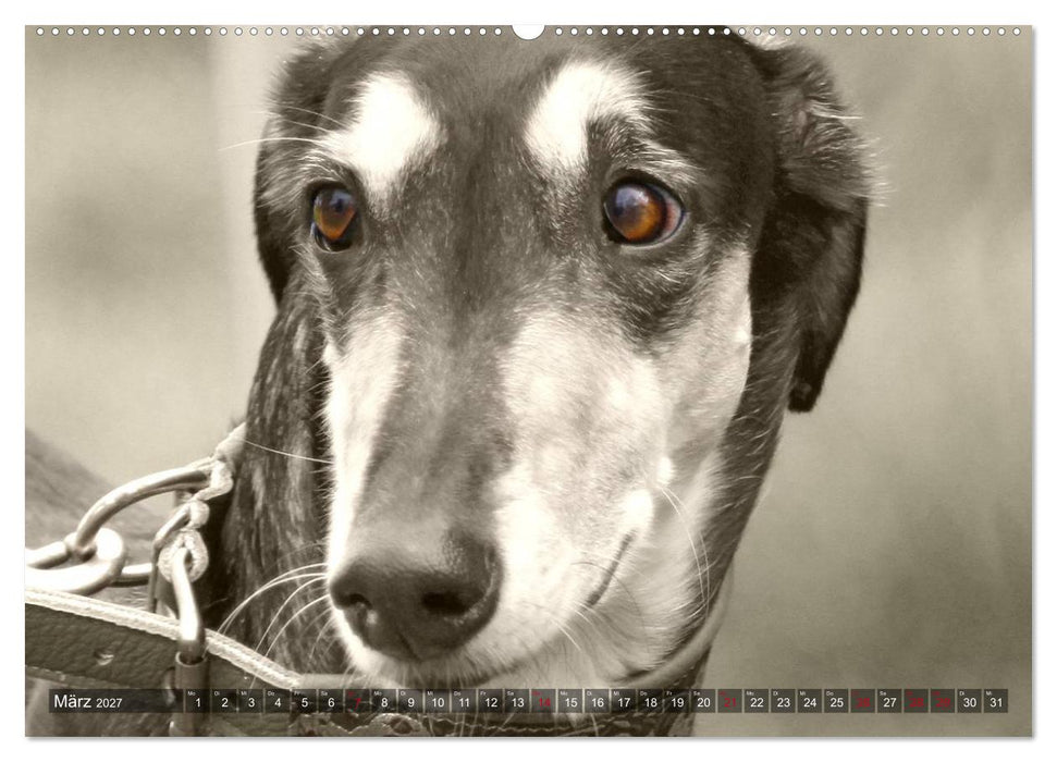 Windhunde eye-catcher (CALVENDO Premium Wandkalender 2027)