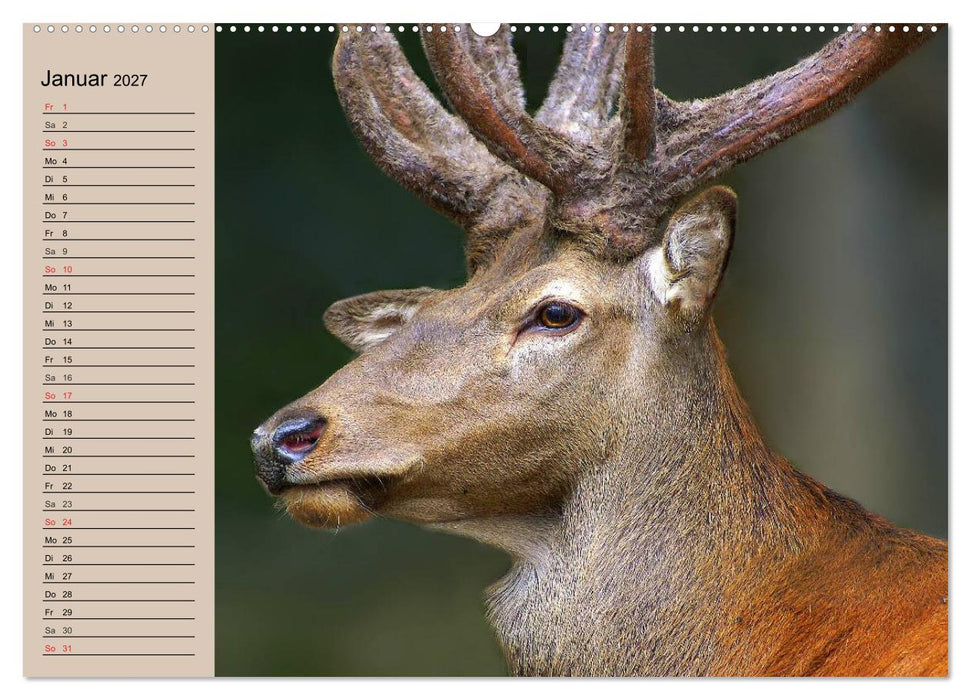 Rotwild. Edle Hirsche, stolze Kühe (CALVENDO Premium Wandkalender 2027)
