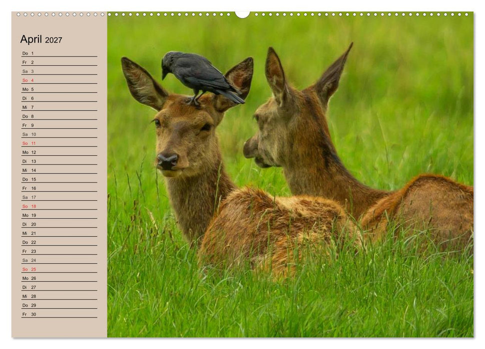 Rotwild. Edle Hirsche, stolze Kühe (CALVENDO Premium Wandkalender 2027)
