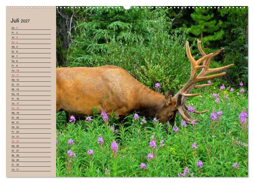 Rotwild. Edle Hirsche, stolze Kühe (CALVENDO Premium Wandkalender 2027)
