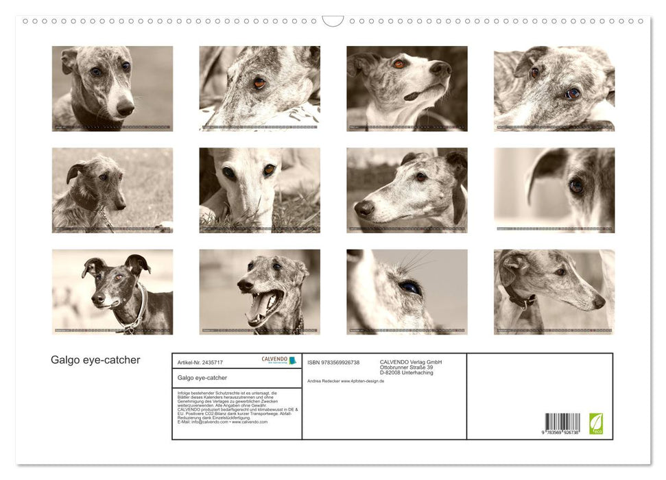 Galgo eye-catcher (CALVENDO Wandkalender 2027)