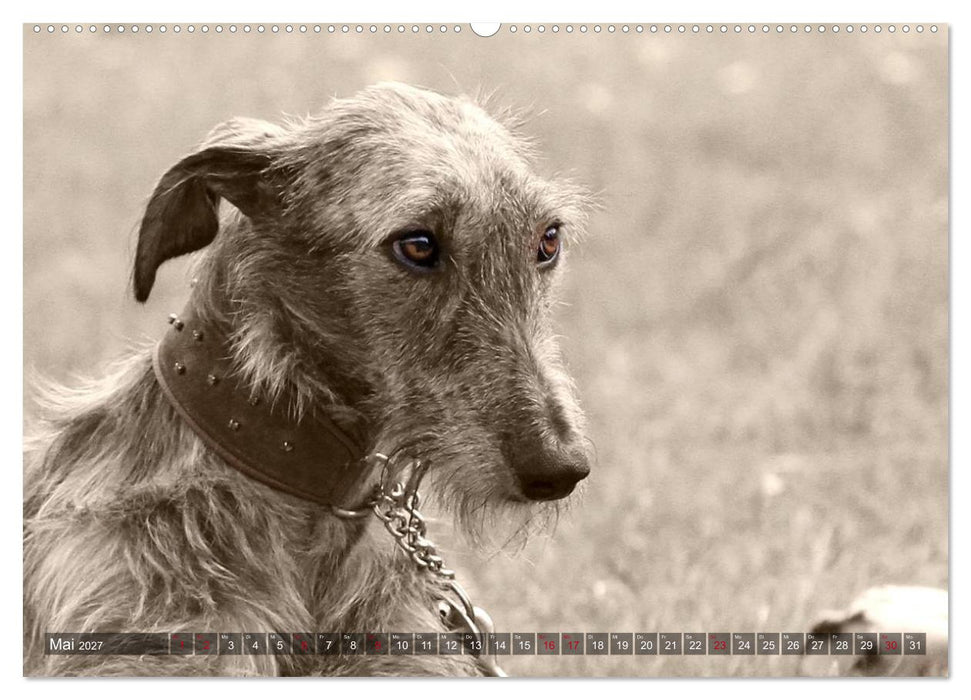 Galgo eye-catcher (CALVENDO Wandkalender 2027)