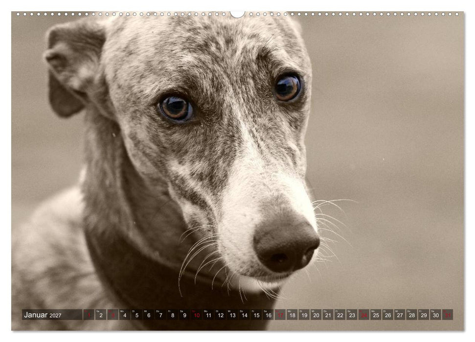 Galgo eye-catcher (CALVENDO Premium Wandkalender 2027)