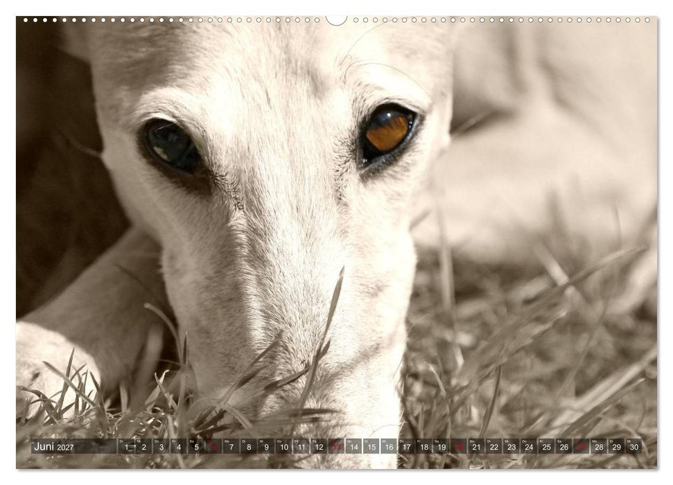 Galgo eye-catcher (CALVENDO Premium Wandkalender 2027)