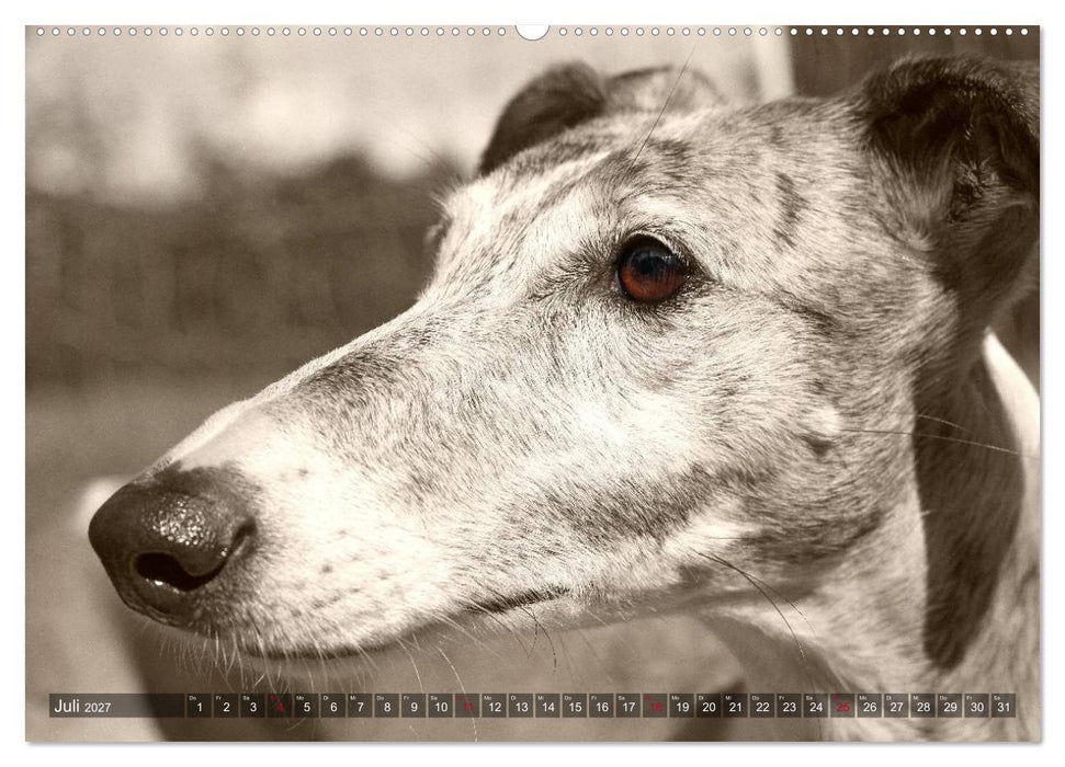 Galgo eye-catcher (CALVENDO Premium Wandkalender 2027)