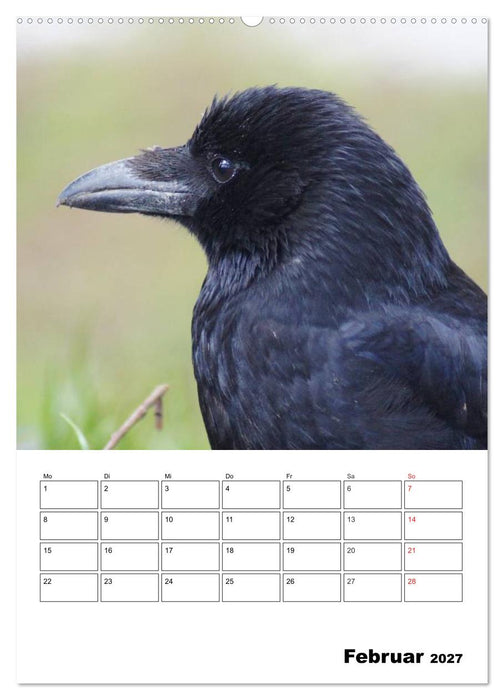 Rabenvögel Terminplaner (CALVENDO Wandkalender 2027)
