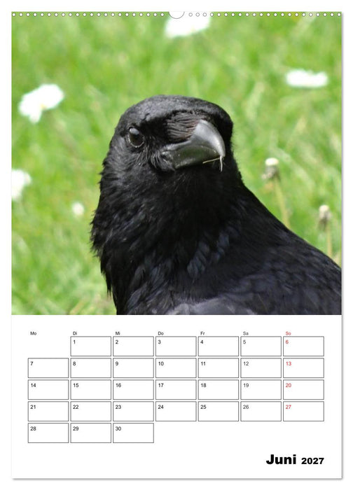 Rabenvögel Terminplaner (CALVENDO Wandkalender 2027)