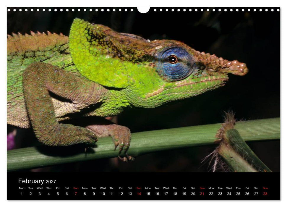 Chameleons Monsters of the African Bush (CALVENDO Monthly Calendar 2027)