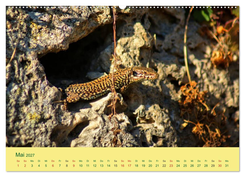 Flinke Eidechsen (CALVENDO Wandkalender 2027)