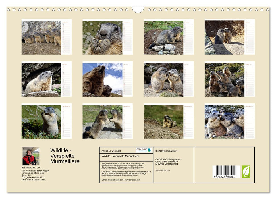 Wildlife - Verspielte Murmeltiere (CALVENDO Wandkalender 2027)