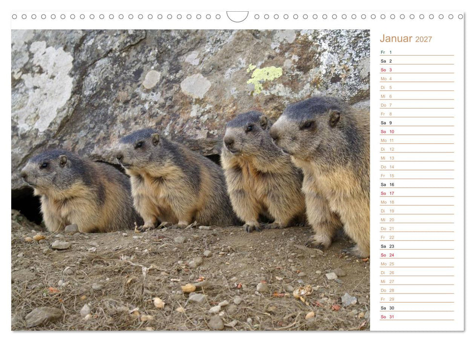 Wildlife - Verspielte Murmeltiere (CALVENDO Wandkalender 2027)