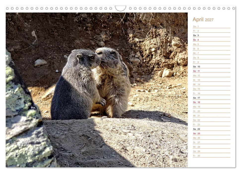 Wildlife - Verspielte Murmeltiere (CALVENDO Wandkalender 2027)